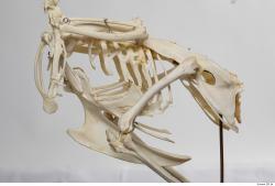 Photo Textures of Hen Skeleton